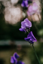Load image into Gallery viewer, Sweet Pea Seed Radiance Mix