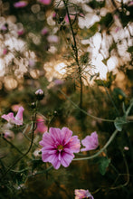 Load image into Gallery viewer, Cosmos Shades of Pink and White