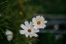 Load image into Gallery viewer, Cosmos Shades of Pink and White