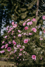 Load image into Gallery viewer, Cosmos Shades of Pink and White