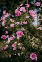 Load image into Gallery viewer, Cosmos Shades of Pink and White