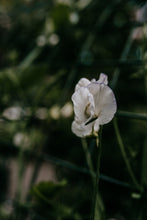 Load image into Gallery viewer, Sweet Pea Seed Radiance Mix