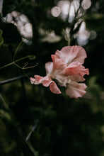 Load image into Gallery viewer, Sweet Pea Seed Radiance Mix
