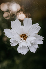 Load image into Gallery viewer, Cosmos Shades of Pink and White