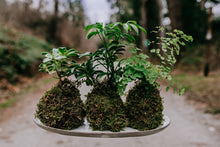 Load image into Gallery viewer, Houseplant Kokedama Workshop at Gray's Mercantile
