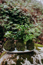 Load image into Gallery viewer, Houseplant Kokedama Workshop at Gray's Mercantile