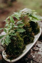 Load image into Gallery viewer, Houseplant Kokedama Workshop at Gray's Mercantile