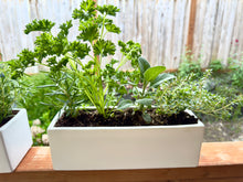 Load image into Gallery viewer, Windowsill Herb Garden Workshop
