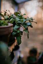 Load image into Gallery viewer, Windowsill Herb Garden Workshop