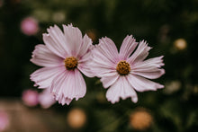 Load image into Gallery viewer, Cosmos Shades of Pink and White