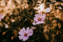 Load image into Gallery viewer, Cosmos Shades of Pink and White