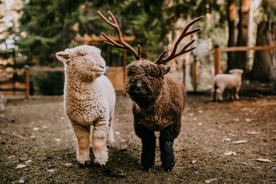 Babydoll Southdown Sheep at Cedar House Farm