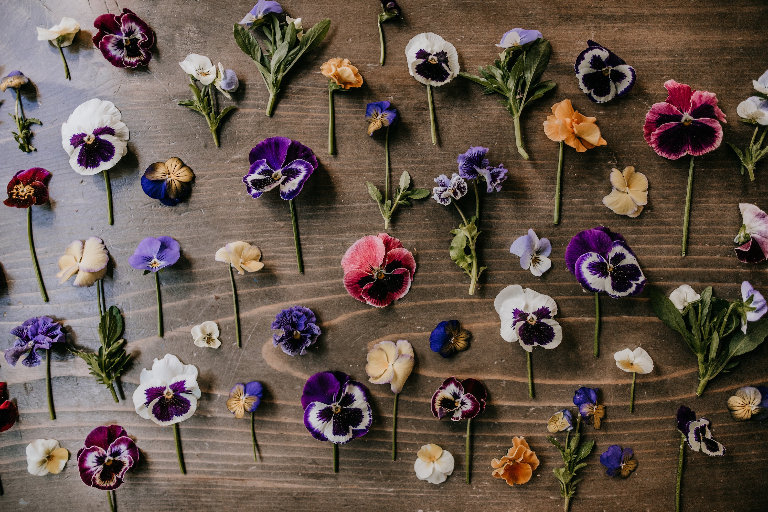 Violas v. Pansies: What's the Difference? – Cedar House Living LLC