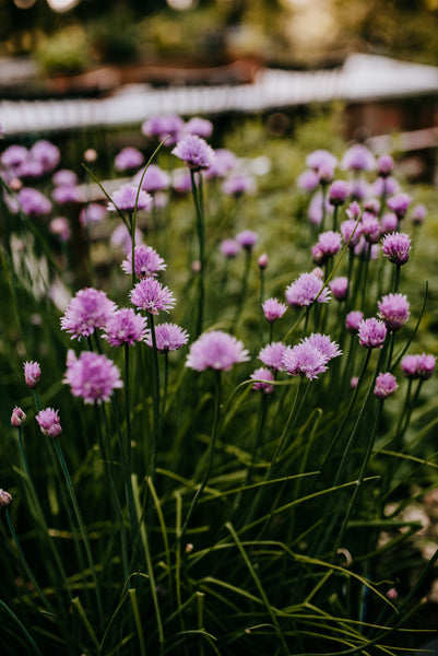 How to Grow, Harvest, and Use Chives