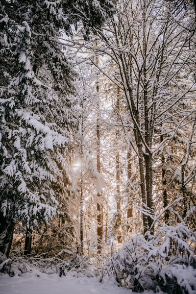 The Humble Lens -- Embracing the Beauty of Winter