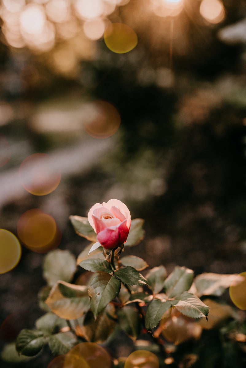 Choosing and Caring for Roses – Cedar House Living LLC