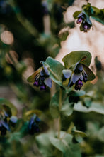 Load image into Gallery viewer, Honeywort Seed

