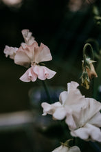 Load image into Gallery viewer, Sweet Pea Seed Radiance Mix
