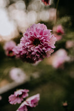 Load image into Gallery viewer, Cosmos Shades of Pink and White

