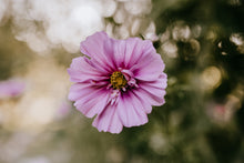 Load image into Gallery viewer, Cosmos Shades of Pink and White
