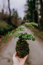 Load image into Gallery viewer, Houseplant Kokedama Workshop at Gray's Mercantile
