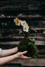 Load image into Gallery viewer, The Winter Kokedama Workshop at William Grassie Wine Estate
