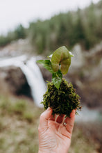 Load image into Gallery viewer, Houseplant Kokedama Workshop at Gray's Mercantile
