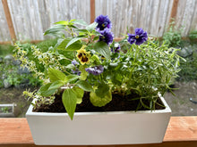 Load image into Gallery viewer, Windowsill Herb Garden Workshop

