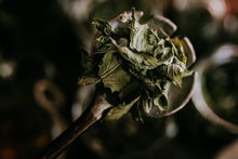 Load image into Gallery viewer, Windowsill Herb Garden Workshop
