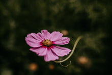 Load image into Gallery viewer, Cosmos Shades of Pink and White
