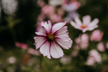 Load image into Gallery viewer, Cosmos Shades of Pink and White
