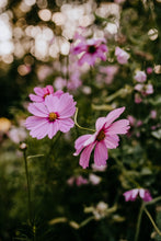 Load image into Gallery viewer, Cosmos Shades of Pink and White
