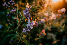Load image into Gallery viewer, Sweet Pea Seed Radiance Mix

